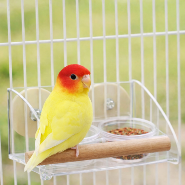 Z028鸚鵡防噴濺食盒｜防撒餵食器 透明鳥餵食器

不佔空間鳥籠飲水器

可拆卸鳥食盒

直籠橫籠通用餵食器

防灑鳥飼料容器