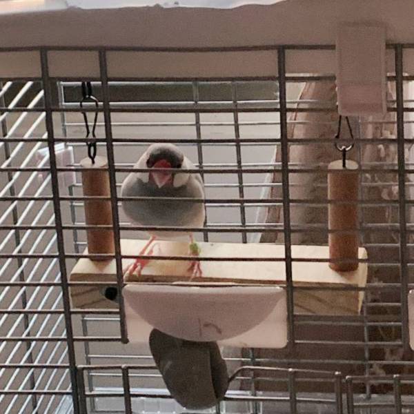 MY PET BIRD 愛情鳥浪漫鞦韆 愛情鳥,浪漫鞦韆,遊玩環境,安全舒適,飛翔和玩耍,驚喜,美好回憶。