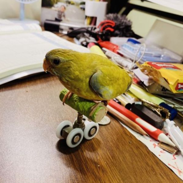 MY PET BIRD 鸚鵡溜冰鞋 / 平衡訓練玩具 鸚鵡滑輪訓練玩具
鸚鵡滑輪溜冰鞋
鸚鵡滑輪遊戲訓練器具
寵物鸚鵡滑輪玩具
鸚鵡滑輪訓練器
鸚鵡滑輪運動玩具
鸚鵡滑輪訓練樂趣
鸚鵡滑輪運動訓練器
室內鸚鵡滑輪玩具
鸚鵡滑輪遊戲訓練設備