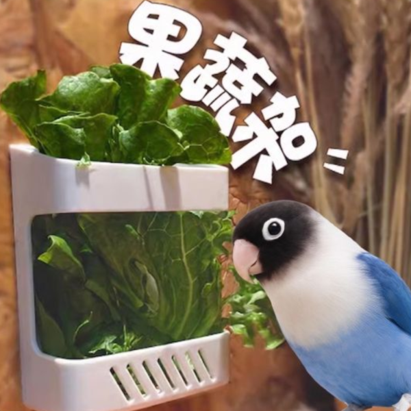 Z073B  鸚鵡蔬果籃/多功能寵物食盒 鳥類果蔬籃
鳥兒食物供應籃
鳥類水果蔬菜器皿
新鮮食物籃子
鳥類營養補充器
鳥用食物盛放器
天然鳥類飲食工具
健康鳥類食物籃
方便鳥類飲食器具
鳥類食物分配容器