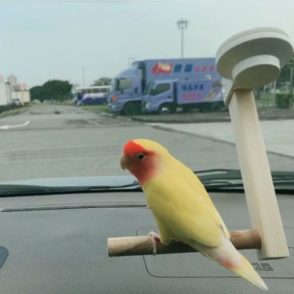 W803B 車用站架 寵物鳥用 吸盤式鳥站棍
鳥類活動站棍
吸盤式鳥類觀察器材
室內鳥類站棍
室外鳥類站棍
適用於鳥類的吸盤站棍