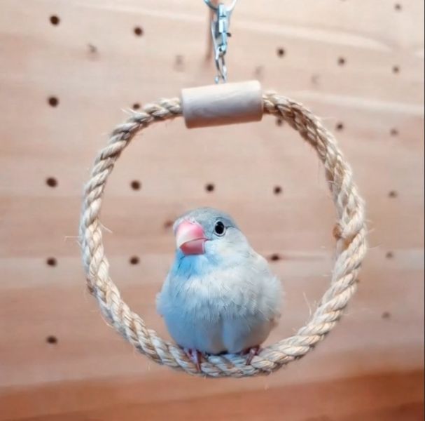 W506 粗麻繩一體成型鳥鞦韆 鳥用鞦韆
小鸚鵡鞦韆
3D立體造型鞦韆
方形支架座鞦韆
鳥類遊戲玩具
鳥類運動器材
室內外適用鳥類鞦韆
容易清洗鳥用鞦韆
鳥類健康促進器材
鳥類樂趣遊戲器材