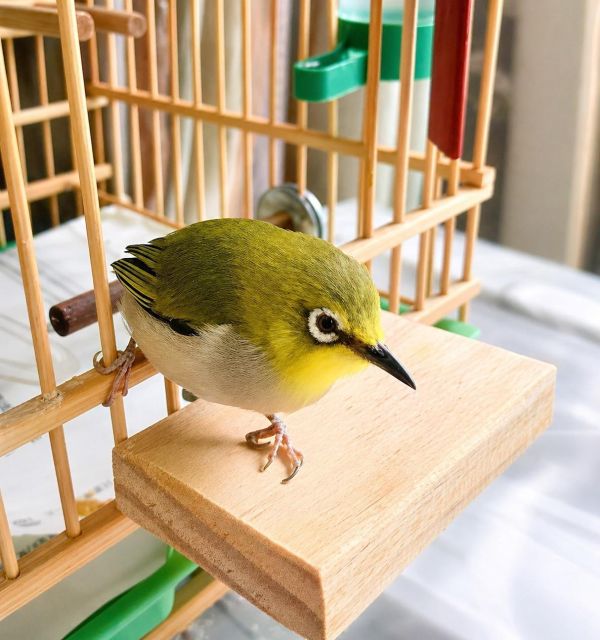 W766 鳥籠門前便利小站台/ 簡單便宜又實用讓鳥寶出入鳥籠更方便 鳥籠
鳥寶
鳥籠站台
小鳥配件
鳥籠附件
鳥籠設備
鳥類用品
鳥籠配件
鳥類生活用品
鳥籠出入口
鳥籠進出口
鳥籠設計
寵鳥用品
鳥類飼養用品
鳥籠周邊商品
鳥類用具
鳥籠實用工具
鳥籠便利小物
鳥籠周邊產品
鳥寶生活配件