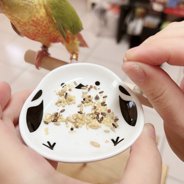 日本 現貨 文鳥造型萌趣淺碟 新經濟寵物浴盆
實用寵物浴盆
方便洗澡解決方案
環保寵物浴盆
舒適寵物洗澡體驗
寵物洗澡器具
耐用寵物浴盆
節水浴盆
家用寵物洗澡工具
多功能寵物浴盆