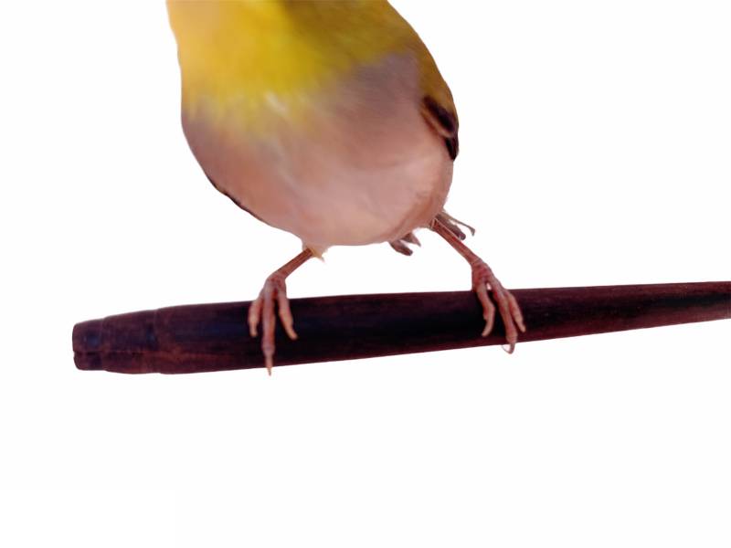 MY PET BIRD 特製弧型紫光檀鳥站棍 / 綠繡眼專用 綠繡眼站台 bird perch stand
綠繡眼站架 Bird stand
綠繡眼站棍　Bird Perch
綠繡眼遊樂場 Bird Playground
綠繡眼鳥玩具 Parrot toys
綠繡眼鳥用品 bird products
綠繡眼攀爬繩 Climbing rope
綠繡眼梯子 ladder