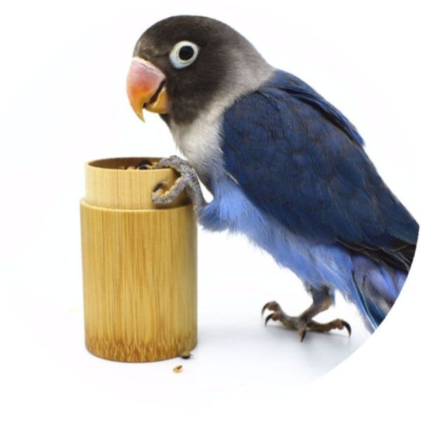 MY PET BIRD  手養訓練道具/  鳥食罐/訓鳥罐 手養訓練道具
鳥類訓練工具
寵物鳥手養訓練器具
鳥類訓練道具推薦
鳥類行為訓練用品
手養寵物鳥訓練用具
鳥類訓練器材
寵物鳥行為訓練工具
手養鳥訓練用品
鳥類行為調教道具