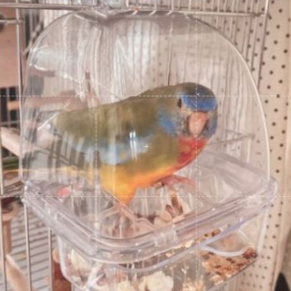 MY PET BIRD 鸚鵡外掛抽屜餵食器／防潑灑食盒 鳥用防潑灑飼料盒
寵物鳥食物防潑灑盒
防止鳥類食物濺落的飼料盒
防潑灑食物容器
鳥類食物防潑灑器皿
防止鳥食濺落的飼料容器
防止鳥食外溢的食物盒
寵物鳥食物不濺落的飼料盤
防止鳥類食物散落的飼料器具
防潑灑鳥類食物的容器