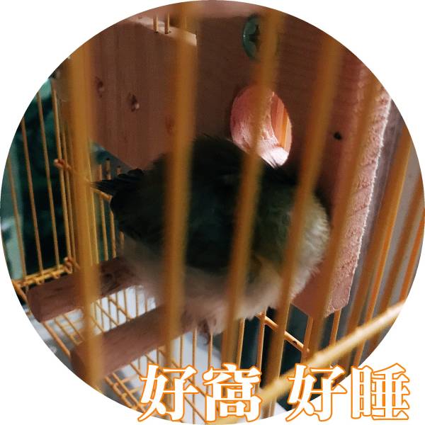 MY PET BIRD  綠繡眼小涼亭 綠繡眼站台 bird perch stand
綠繡眼站架 Bird stand
綠繡眼站棍　Bird Perch
綠繡眼遊樂場 Bird Playground
綠繡眼鳥玩具 Parrot toys
綠繡眼鳥用品 bird products
綠繡眼攀爬繩 Climbing rope
綠繡眼梯子 ladder