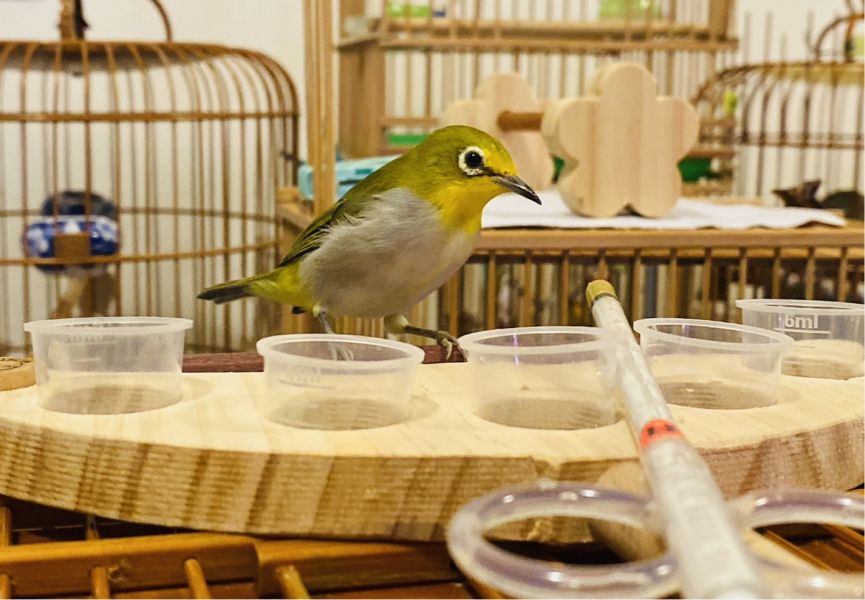 MY PET BIRD 5食盒綠繡眼食物架 鳥類食盒：吸引尋找鳥類食物配件的人群。
便捷分裝食盒：突顯產品方便的食物分裝功能。
多元飲食選擇：強調產品提供多樣化的飲食選擇。
6ml小容量食盒：突顯產品的小巧可愛特點和容量。
節省食物浪費：針對關心食物浪費的人群。
延伸站棍：強調產品附帶的延伸站棍設計。
鳥類活動空間：針對追求為鳥類提供更大活動空間的人群。
鳥類飲食配件：吸引對鳥類飲食配件的潛在客戶。
美觀小巧食盒：強調產品的