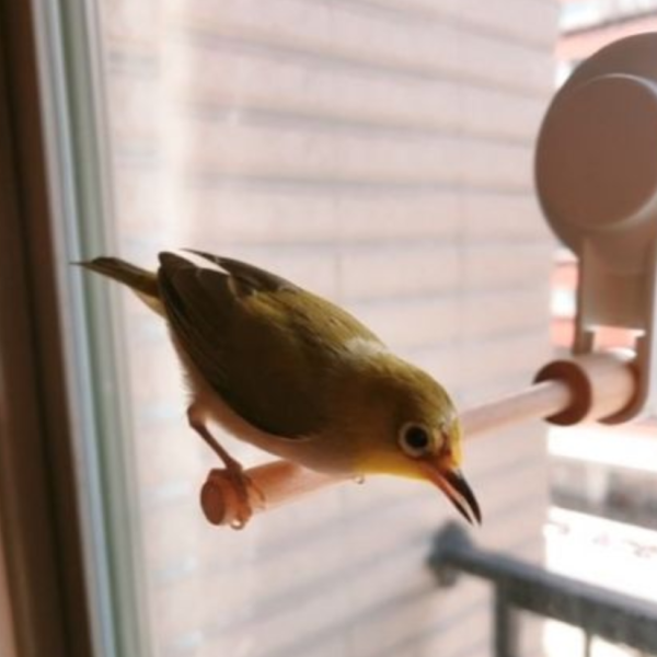 車用站架 綠繡眼用 吸盤式鳥站棍
鳥類活動站棍
吸盤式鳥類觀察器材
室內鳥類站棍
室外鳥類站棍
適用於鳥類的吸盤站棍