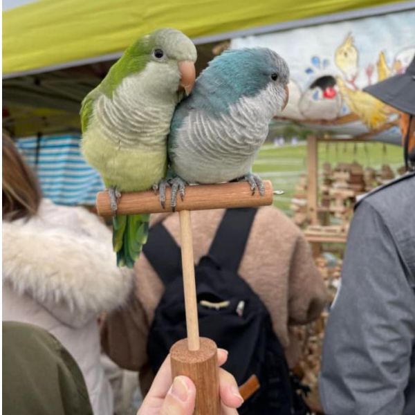 MY PET BIRD 手持鳥架/外出必備工具/與鳥寶近距離互動 手持鳥架手架
鳥類訓練工具
防咬手架
鳥寶互動工具
外出必備鳥類用品
輕巧手架
鳥類近距離互動工具
防止手部酸痛工具
便攜式手持鳥架
鳥寶羊耳圈附件