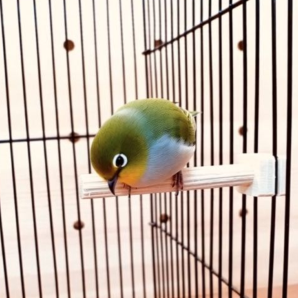 W867 綠繡眼專用睡桿｜迷你站棍 寵物文創,鳥玩具,鸚鵡玩具,文鳥,玄鳳,和尚,虎皮,綠繡眼,凱克,寵物用品,寵物玩具,咬物