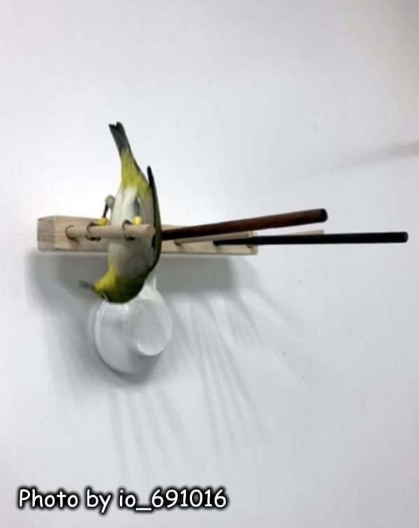 w739 綠繡眼吸盤式｜組合跳架 綠繡眼站台 bird perch stand
綠繡眼站架 Bird stand
綠繡眼站棍　Bird Perch
綠繡眼遊樂場 Bird Playground
綠繡眼鳥玩具 Parrot toys
綠繡眼鳥用品 bird products
綠繡眼攀爬繩 Climbing rope
綠繡眼梯子 ladder
