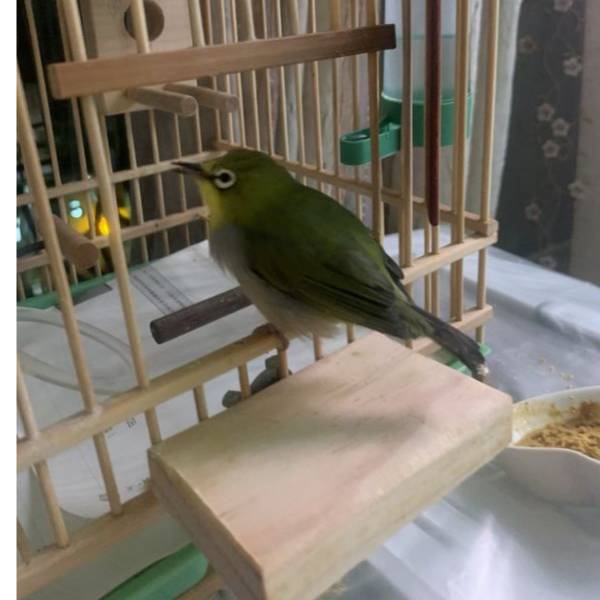 MY PET BIRD 鳥籠門前便利小站台/ 簡單便宜又實用讓鳥寶出入鳥籠更方便 鳥籠
鳥寶
鳥籠站台
小鳥配件
鳥籠附件
鳥籠設備
鳥類用品
鳥籠配件
鳥類生活用品
鳥籠出入口
鳥籠進出口
鳥籠設計
寵鳥用品
鳥類飼養用品
鳥籠周邊商品
鳥類用具
鳥籠實用工具
鳥籠便利小物
鳥籠周邊產品
鳥寶生活配件