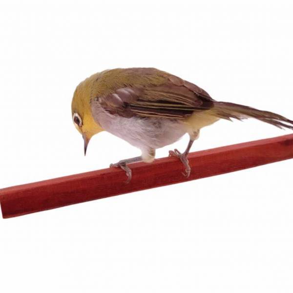 MY PET BIRD方棍 /小型鳥站棍 寵物文創,鳥玩具,鸚鵡玩具,文鳥,玄鳳,和尚,虎皮,綠繡眼,凱克,寵物用品,寵物玩具,咬物