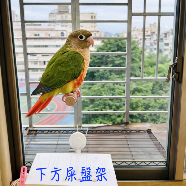 寵物鳥吸盤站架 吸盤式鳥站棍
鳥類活動站棍
吸盤式鳥類觀察器材
室內鳥類站棍
室外鳥類站棍
適用於鳥類的吸盤站棍