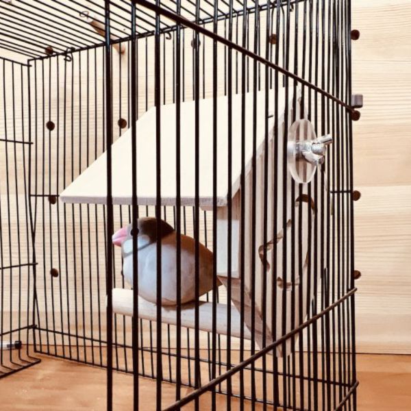 MY PET BIRD 涼亭小木屋｜綠繡眼　文鳥 綠繡眼、小木屋、紫光檀、時尚簡約、設計、站棍、清潔、舒適、棲息環境