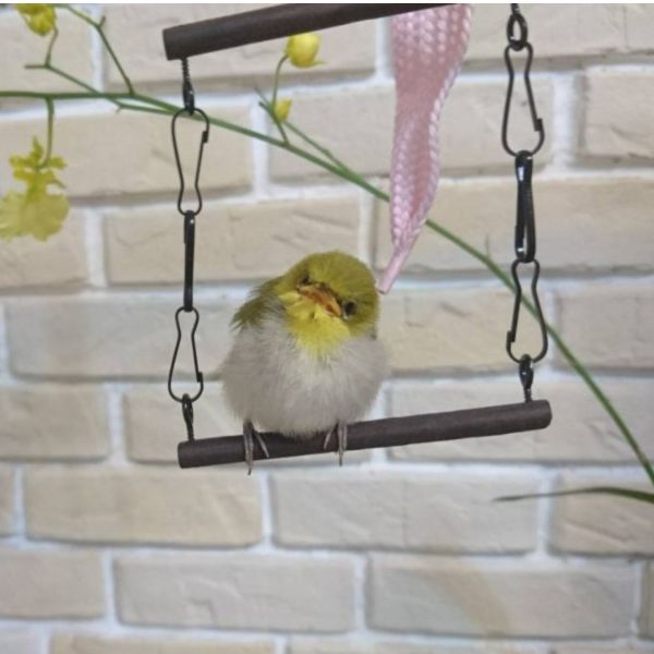 MY PET BIRD  綠繡眼檀木迷你鞦韆 綠繡眼檀木鞦韆、極細站棍、檀木材質、質硬耐用、沈穩、鳥類遊戲設施、綠繡眼寵物、優質檀木、遊玩樂趣、家居環境、自然氛圍、健康運動、愉悅娛樂體驗。