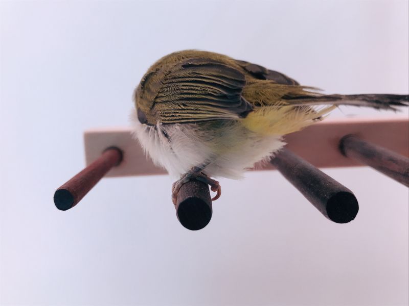 MY PET BIRD 人性化設計的殘疾鳥站架：鳥寶的完美選擇 鳥類用品
殘疾鳥站架
鳥友用品
活動食盒
鳥類飼料器
鳥寶站立器
專業鳥類配件
人性化鳥類用品
穩固支撐站架
無障礙鳥類用品
鳥類健康產品
鳥類飲水器
鳥類玩具
輕鬆移動鳥站架
鳥類訓練用品