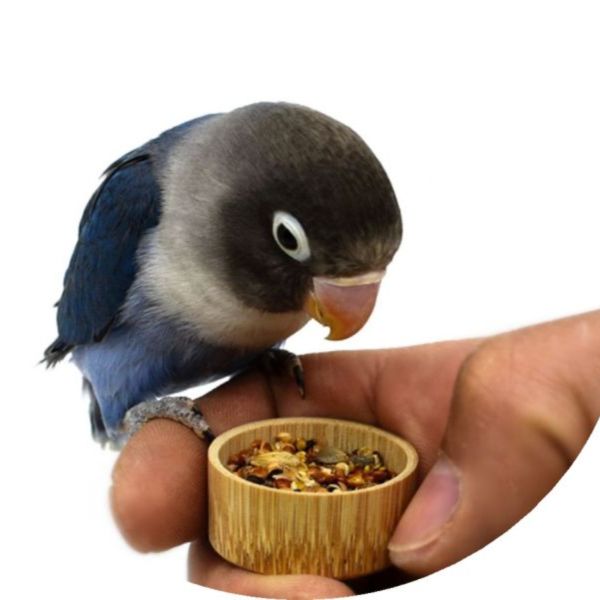 MY PET BIRD  手養訓練道具/  鳥食罐/訓鳥罐 手養訓練道具
鳥類訓練工具
寵物鳥手養訓練器具
鳥類訓練道具推薦
鳥類行為訓練用品
手養寵物鳥訓練用具
鳥類訓練器材
寵物鳥行為訓練工具
手養鳥訓練用品
鳥類行為調教道具