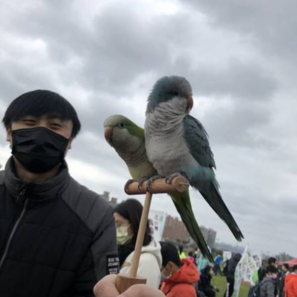 MY PET BIRD 手持鳥架/外出必備工具/與鳥寶近距離互動 手持鳥架手架
鳥類訓練工具
防咬手架
鳥寶互動工具
外出必備鳥類用品
輕巧手架
鳥類近距離互動工具
防止手部酸痛工具
便攜式手持鳥架
鳥寶羊耳圈附件