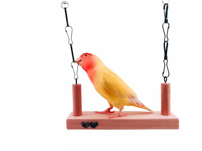 MY PET BIRD 愛情鳥浪漫鞦韆 愛情鳥,浪漫鞦韆,遊玩環境,安全舒適,飛翔和玩耍,驚喜,美好回憶。