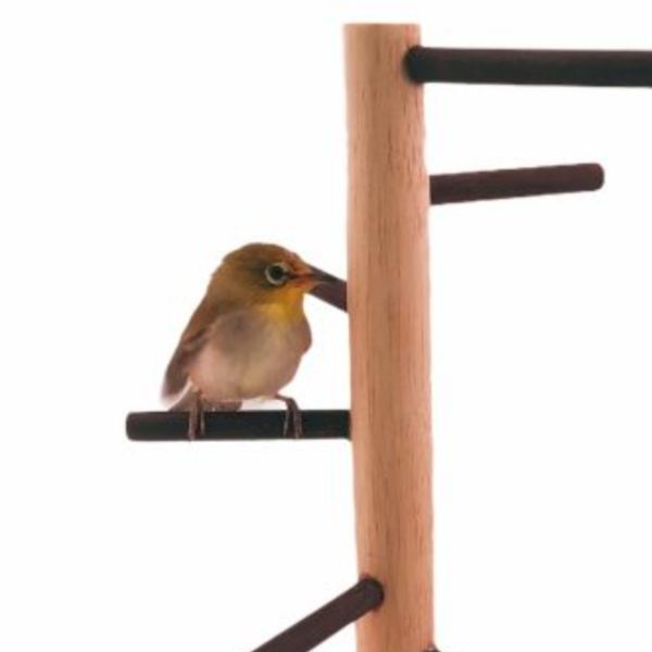 MY PET BIRD 小型鳥站架 綠繡眼站台 bird perch stand
綠繡眼站架 Bird stand
綠繡眼站棍　Bird Perch
綠繡眼遊樂場 Bird Playground
綠繡眼鳥玩具 Parrot toys
綠繡眼鳥用品 bird products
綠繡眼攀爬繩 Climbing rope
綠繡眼梯子 ladder