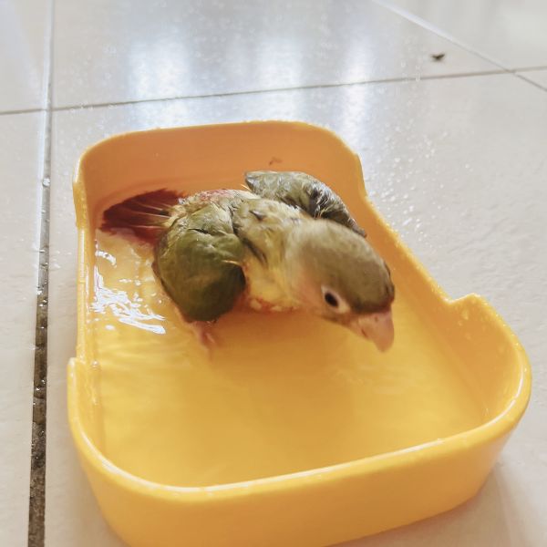 MY PET BIRD  新經濟寵物浴盆 新經濟寵物浴盆
實用寵物浴盆
方便洗澡解決方案
環保寵物浴盆
舒適寵物洗澡體驗
寵物洗澡器具
耐用寵物浴盆
節水浴盆
家用寵物洗澡工具
多功能寵物浴盆