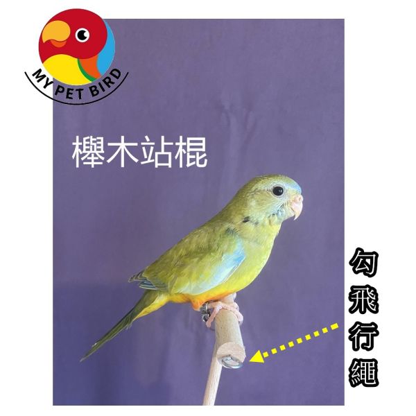 MY PET BIRD 珍木鸚鵡站架 /中型鸚鵡 鹦鹉站架
鹦鹉架
鹦鹉用品
鸟类用品
鸟类玩具
鸟类站架
宠物用品
宠物玩具
宠物训练用品
鹦鹉训练用品