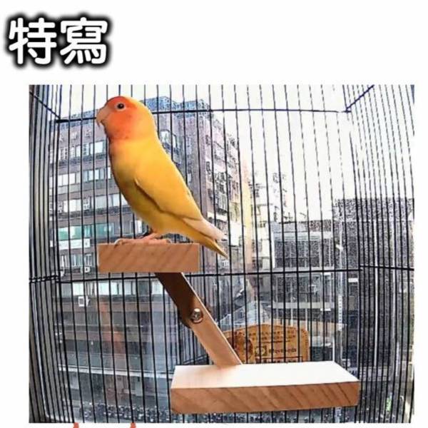 W709 鳥用變形站台的高低設計 鸚鵡站台
鸚鵡活動台
鳥類休息台
寵物休息訓練架
可調節高度鳥類休息台
天然木鳥類站立架
無毒寵物訓練玩具
多功能鸚鵡訓練用品
適合鸚鵡休息和站立練習的玩具