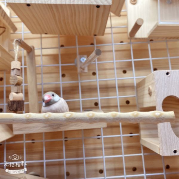 MY PET BIRD  曲線竹節棍 綠繡眼站棍
鳥類站立架
寵物站立訓練器材
綠繡眼活動訓練棒
可調節高度鳥類站立器材
天然木鳥類站立架
無毒寵物訓練玩具
多功能鳥類訓練用品
適合綠繡眼站立練習的玩具