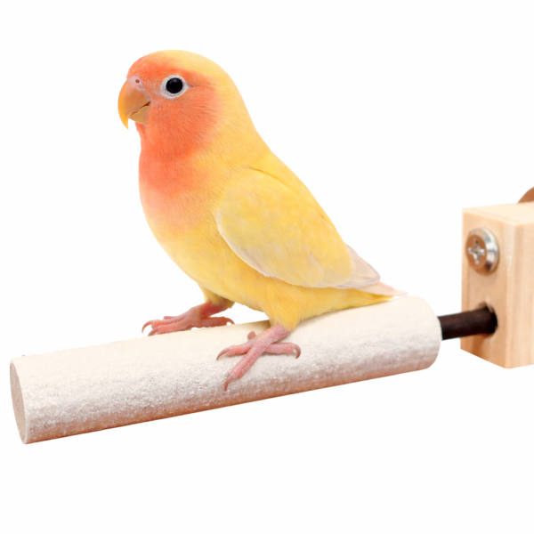 w809A 整圈磨爪站棍 鳥用磨爪站棍
鳥類爪磨石
鳥類磨爪玩具
鳥用爪磨設備
鳥類爪磨訓練工具
鳥類磨爪棒
鳥類爪磨架
鳥爪保健產品
鳥類磨爪支架
鳥類爪磨棒