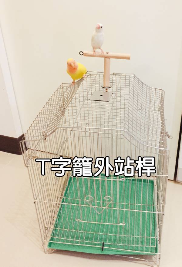 MY PET BIRD  T型籠外站棍 T字籠外站桿
鳥籠固定站棍
鳥類便便排泄設備
鳥類停留技巧訓練工具
鳥籠外站桿清潔省時
安全固定鳥籠頂端工具
幼鳥訓練站在外站桿上
養鴿子式習慣訓練產品
安全健康鳥寶養成工具
鳥籠排便習慣訓練器具