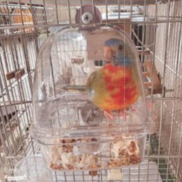 MY PET BIRD 鸚鵡外掛抽屜餵食器／防潑灑食盒 鳥用防潑灑飼料盒
寵物鳥食物防潑灑盒
防止鳥類食物濺落的飼料盒
防潑灑食物容器
鳥類食物防潑灑器皿
防止鳥食濺落的飼料容器
防止鳥食外溢的食物盒
寵物鳥食物不濺落的飼料盤
防止鳥類食物散落的飼料器具
防潑灑鳥類食物的容器