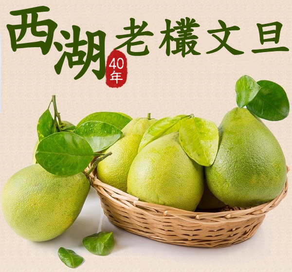 【創世】苗栗40年老欉文旦 