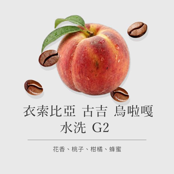《柑橘& 蜂蜜風味》衣索比亞 古吉 烏啦嘎 水洗 G2 •  單品咖啡豆200g/100g 咖啡豆推薦,精品咖啡豆,網購咖啡豆推薦,衣所比亞咖啡豆,網購咖啡豆專門店