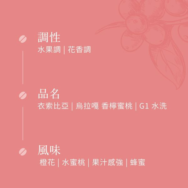 《水蜜桃&蜂蜜風味》衣索比亞 烏拉嘎 香檸蜜桃 G1 水洗  • 咖啡濾掛10入 咖啡豆推薦,精品咖啡豆,網購咖啡豆推薦,衣所比亞咖啡豆,網購咖啡豆專門店,咖啡濾掛10入