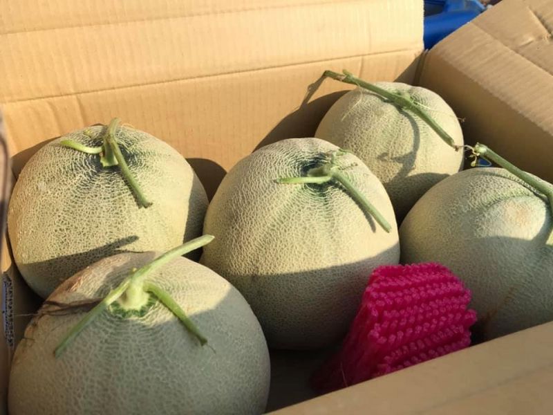 巨無霸哈密瓜-恩華20台斤 
