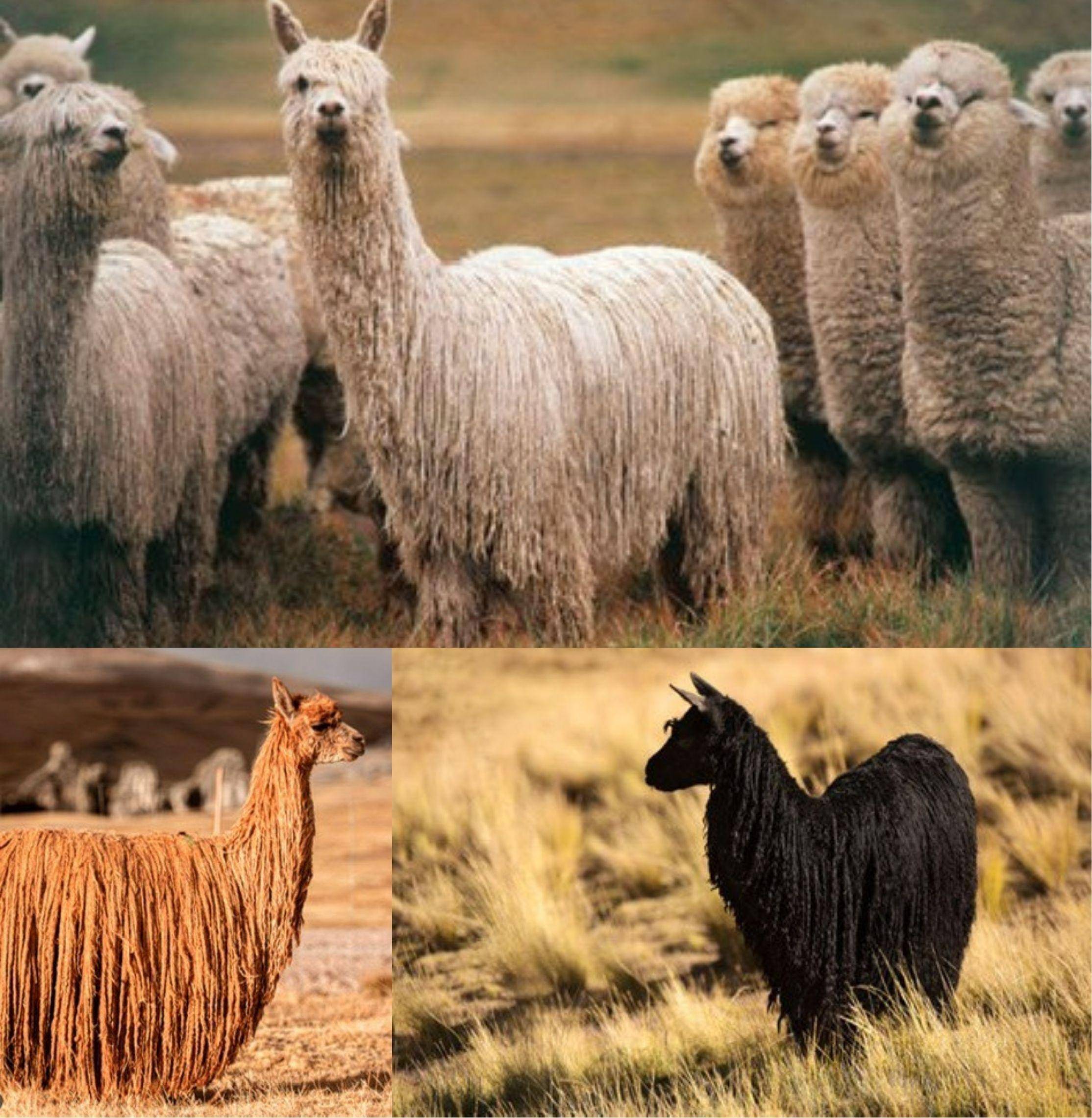 Suri Alpaca 蘇黎羊駝