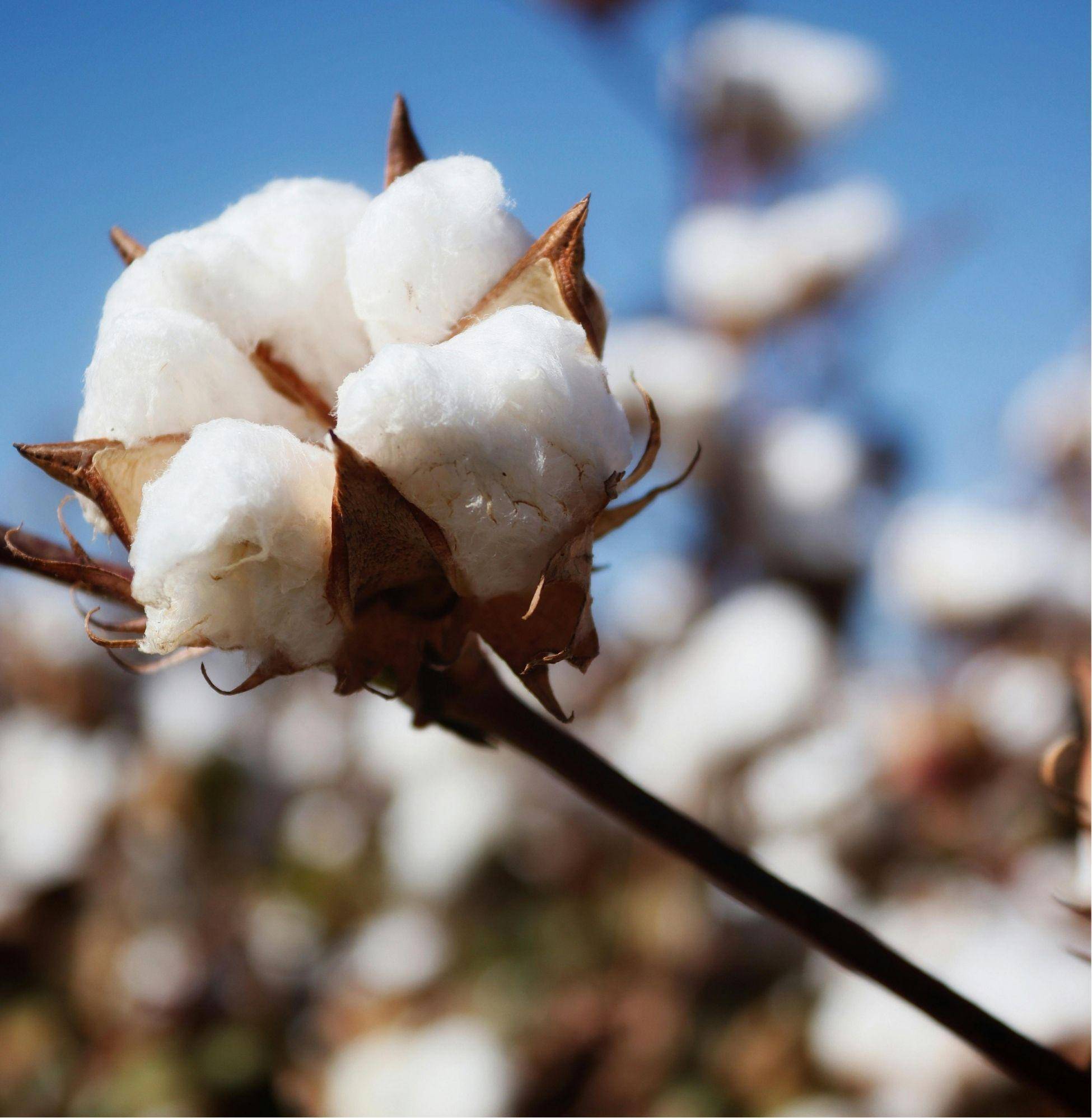 Pima Cotton 匹馬棉