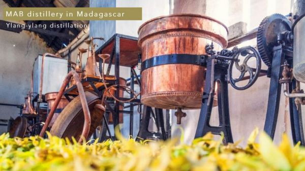 #雙11#　Reset｜重啟系列 1111,1111活動,1111優惠,雙11,雙11活動,雙11優惠,甦醒,淨化,更新,能量,復甦,重生,宇宙,顯化,喚醒,佛手柑 甜橙,葡萄柚,黑胡椒,檸檬馬鞭草,檸檬尤加利,迷迭香,天竺葵,薄荷,歐薄荷,胡椒薄荷,大西洋雪松,乳香,岩蘭草,母親節禮物,母親節,聖誕節,交換禮物,端午節,中秋節,入宅,入宅禮物,伴手禮,喬遷賀禮,喬遷,升官,生日禮物,彌月禮,婚禮小物,新年禮物,聖誕禮物,年節送禮