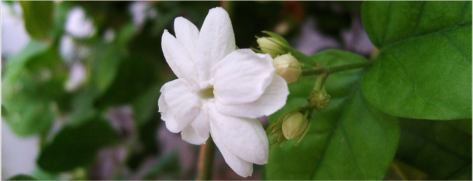小花茉莉 原精 品植purigin,精油,擴香,香氛,小花茉莉,茉莉,香水,女性,自信