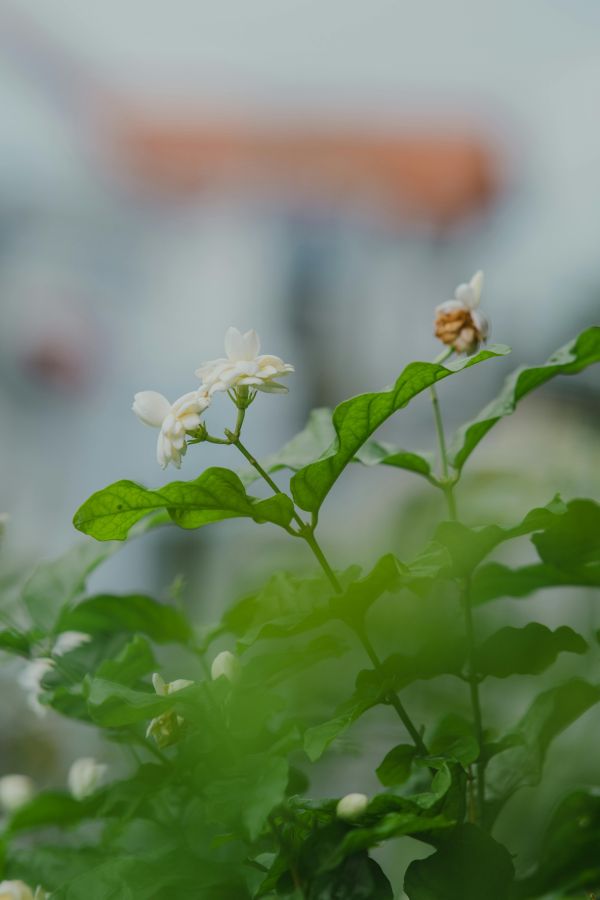小花茉莉 原精 品植purigin,精油,擴香,香氛,小花茉莉,茉莉,香水,女性,自信