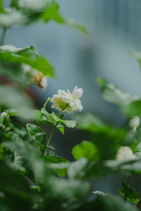 小花茉莉 原精 品植purigin,精油,擴香,香氛,小花茉莉,茉莉,香水,女性,自信