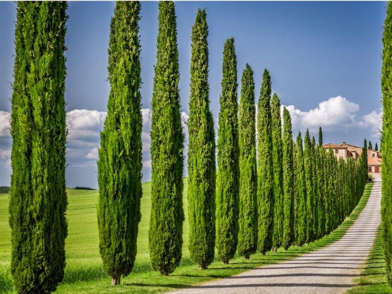 絲柏精油 Cypress 歐盟有機 絲柏精油,Cypress,絲柏,肌膚問題,毛孔粗大