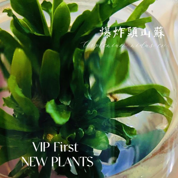 小室瓶栽 蕨類植物系列 爆炸頭山蘇 自然風3號瓶 吃果凍長大的植物,室內植物,辦公室療癒小物,懶人盆栽,瓶中植物,食蟲植物,水草,多肉植物,蘭花,盆栽,禮物,節日禮品