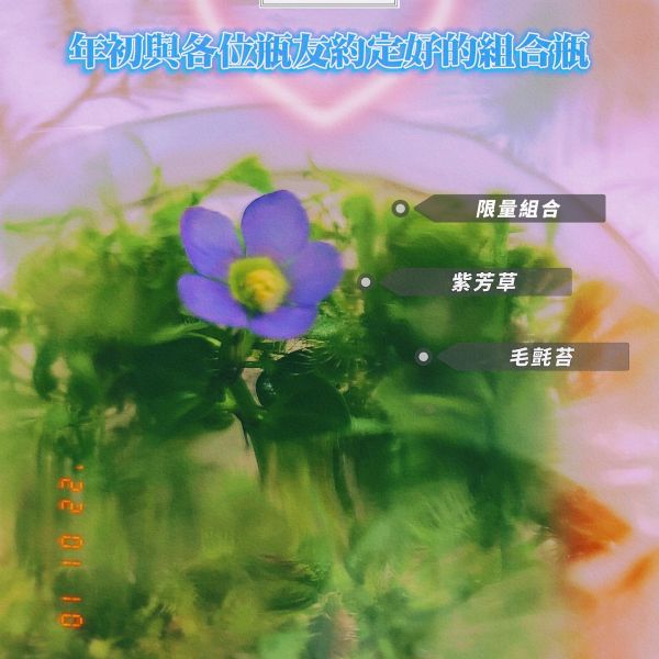  【美女與野獸 紫芳草Ｘ毛氈苔】小室瓶栽 