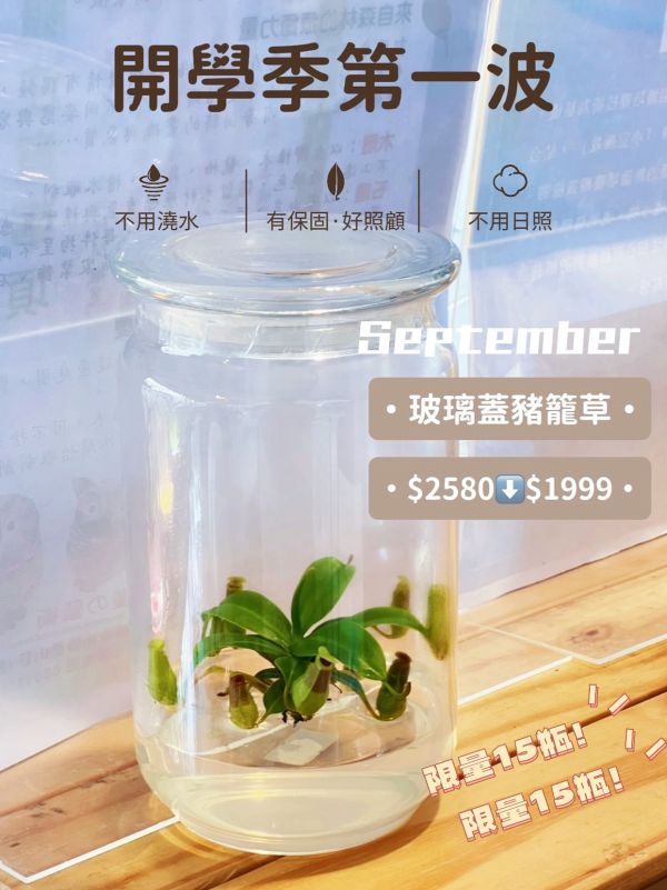 小室瓶栽 食蟲植物系列 豬籠草 玻璃蓋10號瓶 吃果凍長大的植物