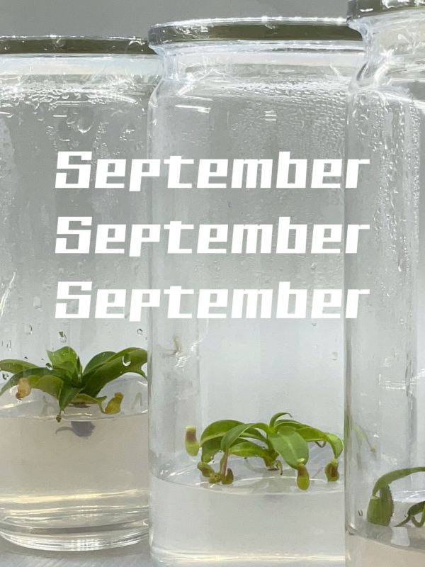 小室瓶栽 食蟲植物系列 豬籠草 玻璃蓋10號瓶 吃果凍長大的植物