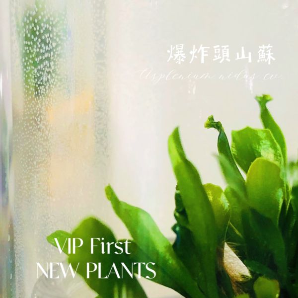 小室瓶栽 蕨類植物系列 爆炸頭山蘇 自然風3號瓶 吃果凍長大的植物,室內植物,辦公室療癒小物,懶人盆栽,瓶中植物,食蟲植物,水草,多肉植物,蘭花,盆栽,禮物,節日禮品